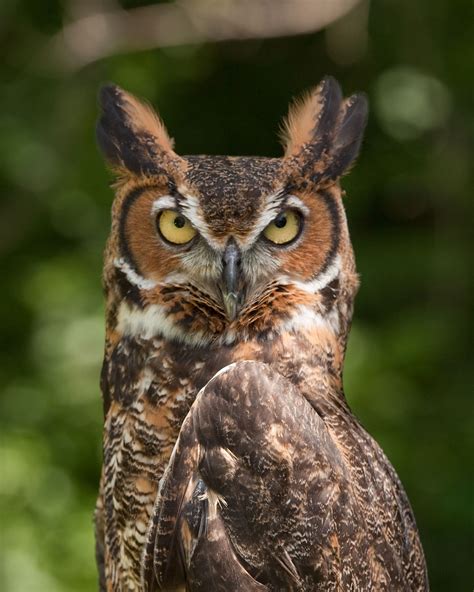 National Bird Of Alberta: Discover The Great Horned Owl