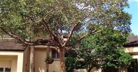 Native Gumbo Limbo Tree Good Treasure Coast Choice