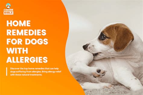 Natural Home Remedies For Dogs With Allergies According To Vets