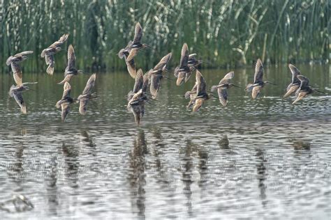 Nature Calgary Volunteer Opportunities Nature Alberta