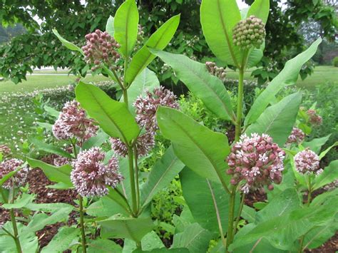 Nature S Garden Naturally Save The Milkweed Save The Monarchs