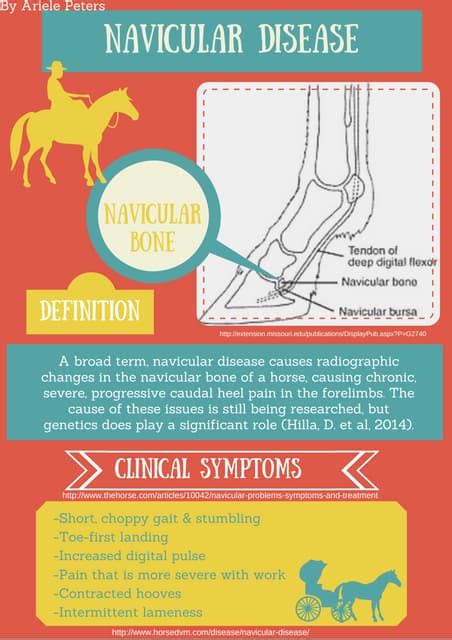 Navicular In Horses Pdf