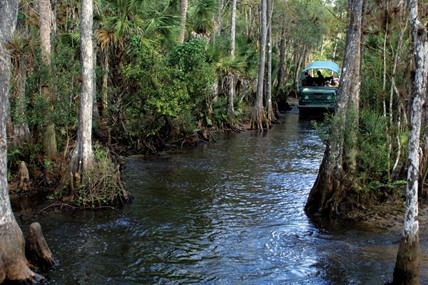 Navigate The Famous Florida Swamp Lands And Keep An Eye Out For Some