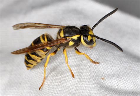 Ncsu Pdic Are Asian Or Japanese Giant Hornets In The United States