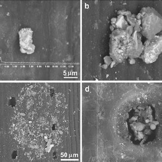 Needle Particles In Plants