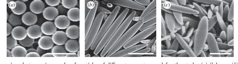 Needle Shaped Polymeric Particles Induce Transient Disruption Of Cell