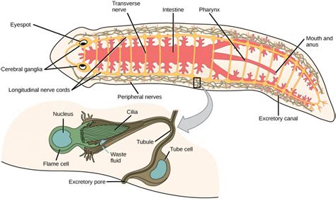 Nematode Compared To A Cell