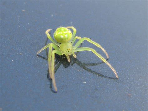 Neon Arachnid Green Lynx Spider Peucetia Viridans Thanks Flickr