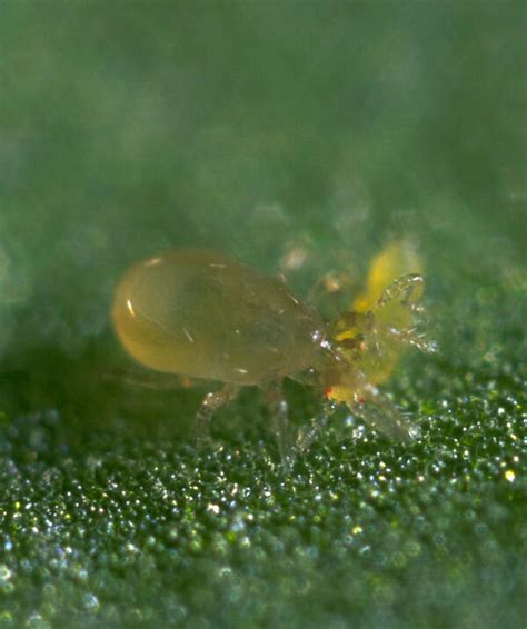 Neoseiulus Amblyseius Cucumeris: Controls Thrips Naturally