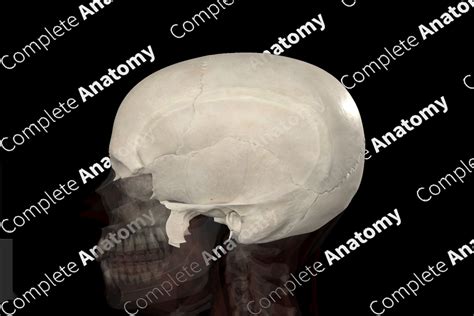 Neurocranium Atlas: Detailed Guide Inside