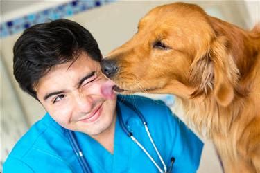 New Grad Veterinarian Career Advice Ihireveterinary