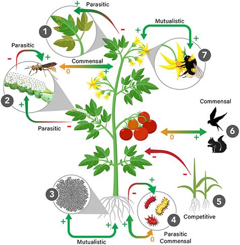 New Insights Into Coevolution Between Plants And Their Cryptic