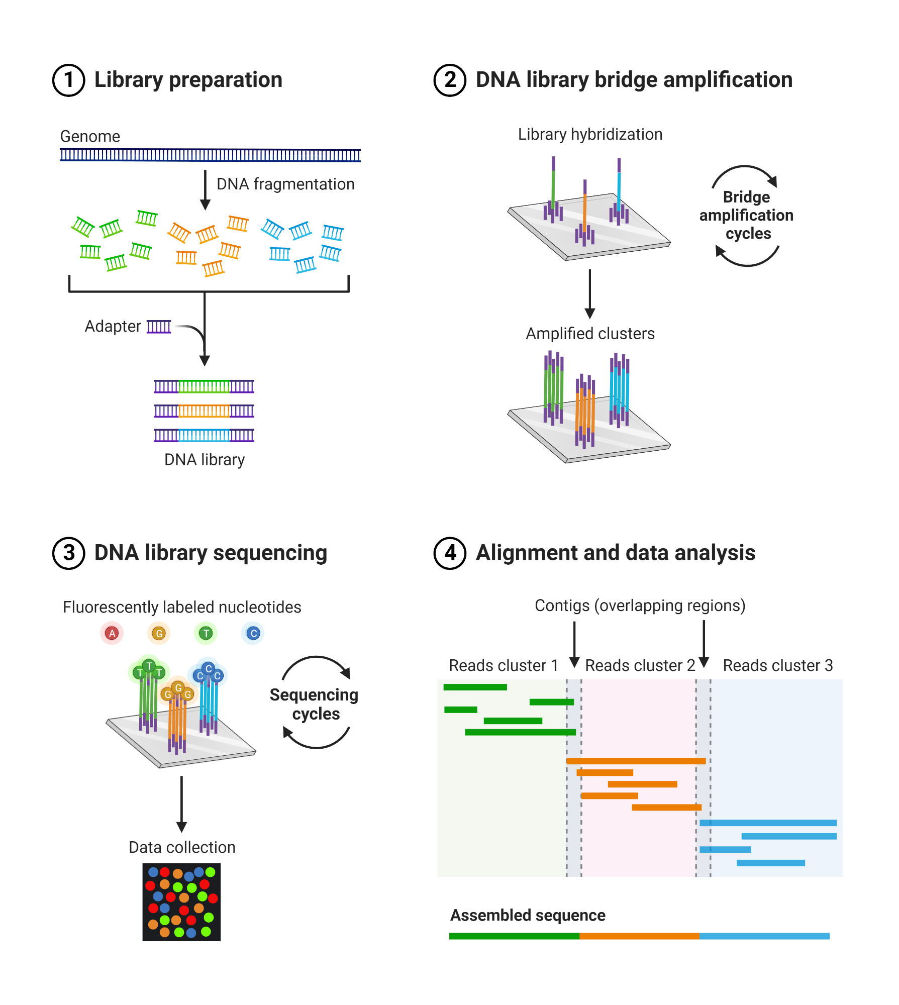 Next Generation Sequencing Illumina An Introduction Youtube