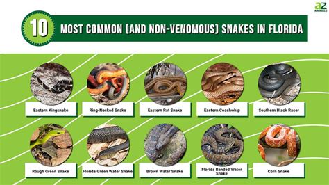 Non Venomous Florida Snakes: Safe Identification