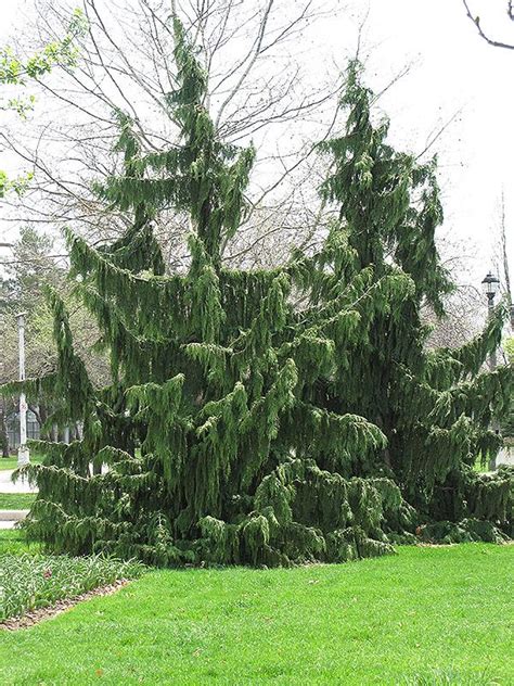 Nootka False Cypress: Low Maintenance Landscaping