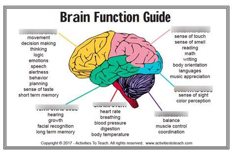 Normal Brain Function Guide