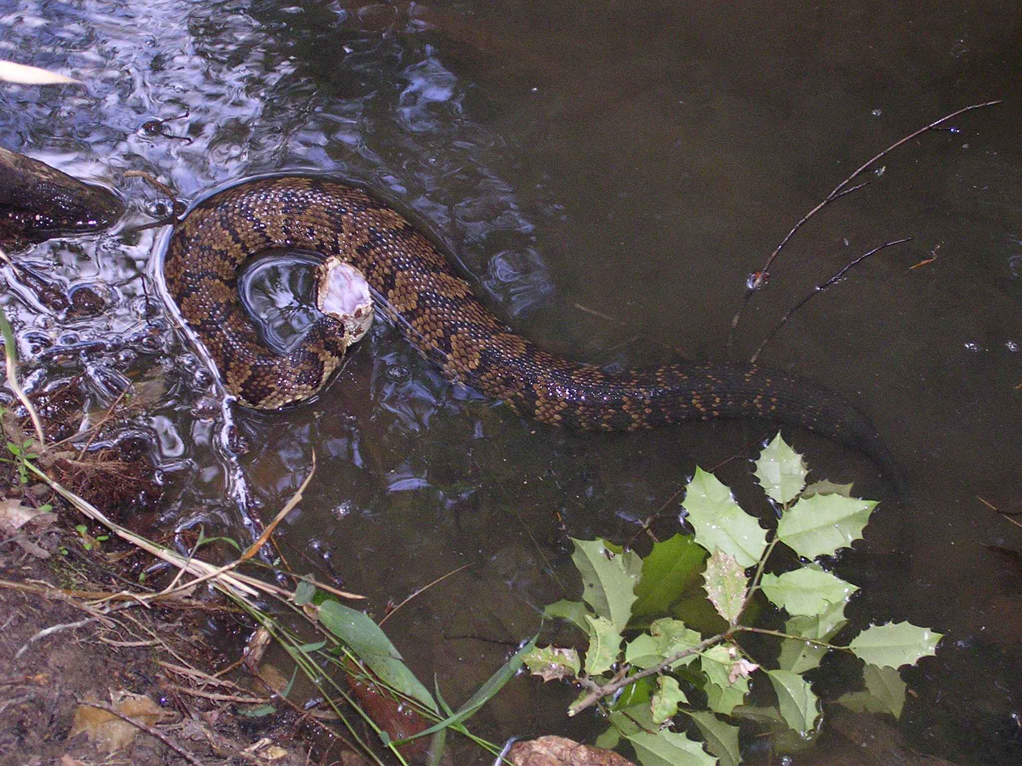 Northern Cottonmouth Reptiles And Amphibians Of Mississippi