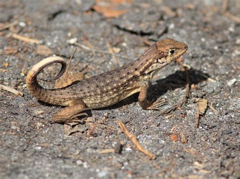 Northern Curly Tailed Lizard Facts And Pictures Reptile Fact