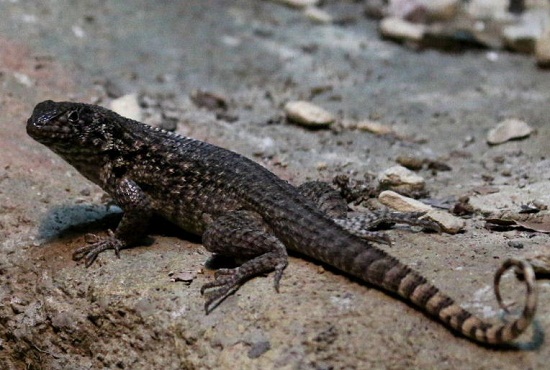 Northern Curly Tailed Lizard Facts Diet Habitat Pictures On