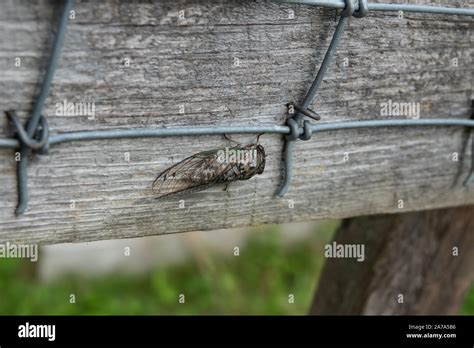 Northern Dog Day Cicada In Summer Stock Photo Alamy