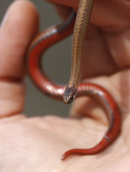 Northern Red Bellied Snake Storeria Occipitomaculata Occi Flickr