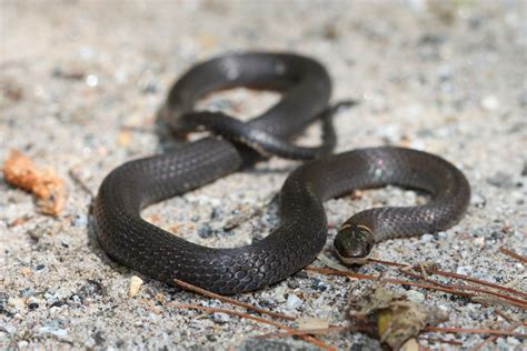 Northern Ringneck Snake Common Nova Scotia Reptiles And Amphibians