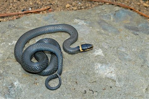 Northern Ringneck Snake: Habitat And Safety Tips