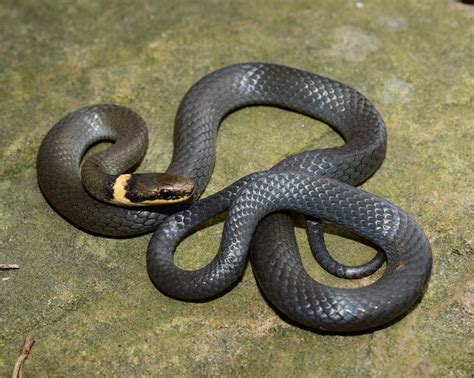 Northern Ringneck Snake: Identification Guide