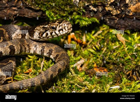 Northern Water Snake Nerodia Sipedon Hi Res Stock Photography And