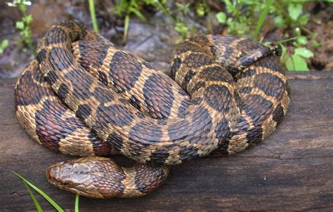 Northern Water Snake