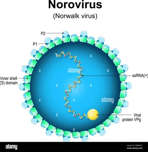 Norwalk Virus Diagram