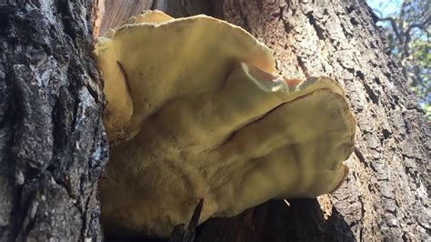 Oak Root Fungus Youtube