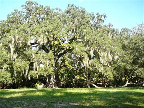 Oak Tree Florida