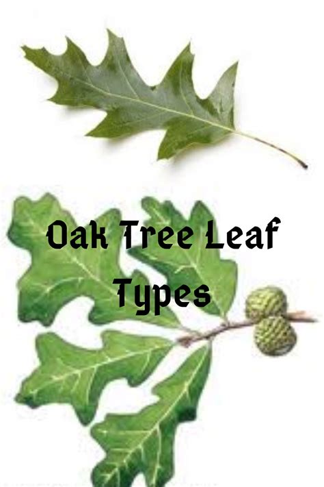 Oak Tree Leaf Identification Key How To Identify Oak Tree Using Its