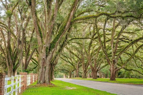 Oak Trees For Florida