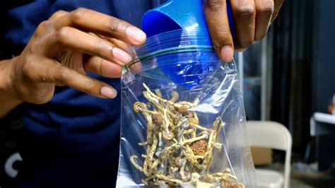 Oakland Decriminalizes Magic Mushrooms And Other Natural Psychedelics