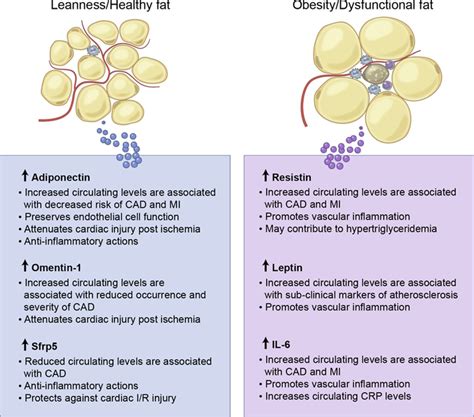 Obesity Induced Changes In Adipose Tissue Microenvironment And Their