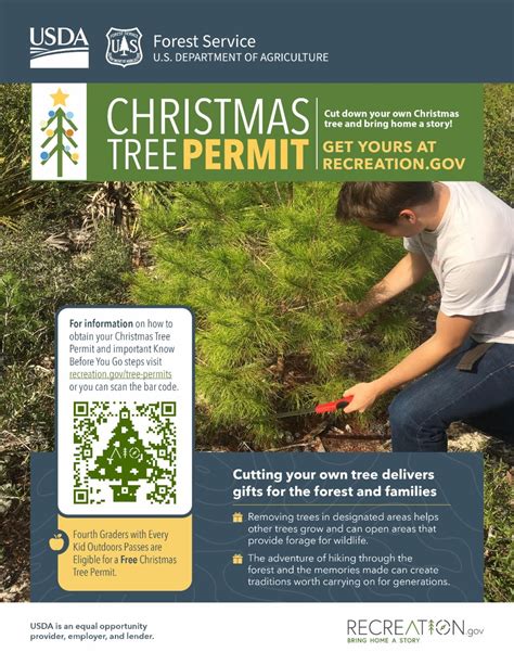 Ocala National Forest Offers Christmas Tree Permits For Holiday Season