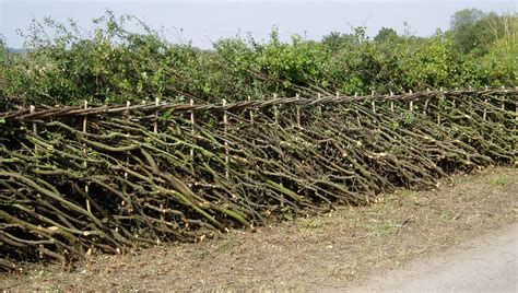 Occidental Acres The Art Of Hedge Laying