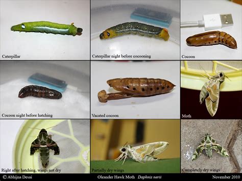 Oleander Moth Life Cycle Web Monitor