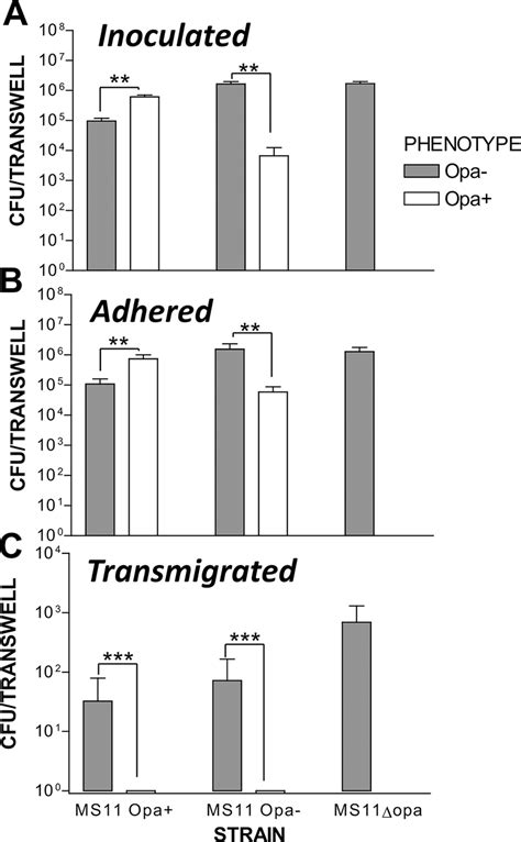 Only Opa Gc Can Transmigrate Across The Polarized Epithelial