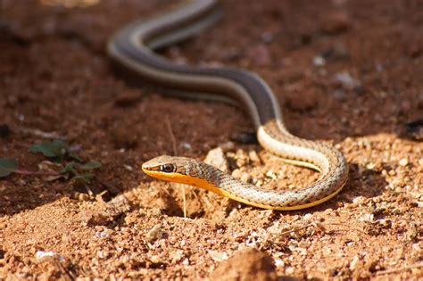 Orange Bellied Snake Gongylosoma Baliodeirus Thailand Snakes