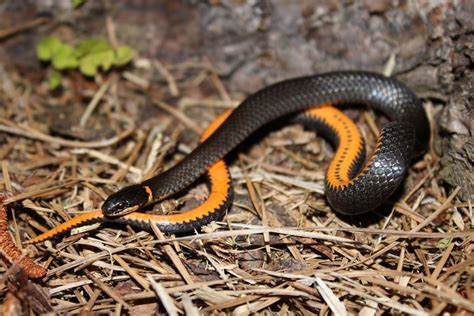 Orange Belly Snake