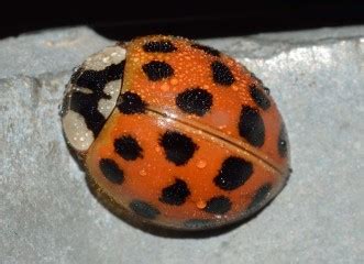 Orange Ladybugs What Are They Everything You Need To Know