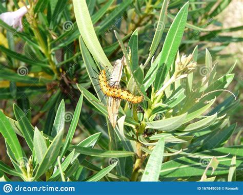 Orange Oleander Caterpillar Feeding On Plant Stock Photo Image Of