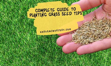 Orchard Grass Seed Basics: Planting Made Easy