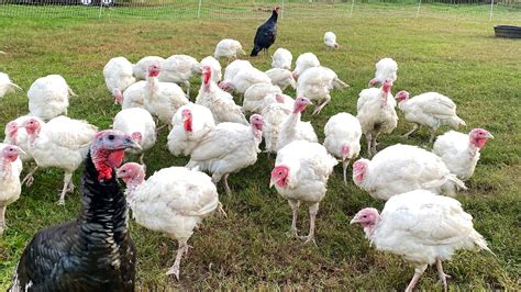 Organic Local Broad Breasted White Turkeys Riverwards Produce