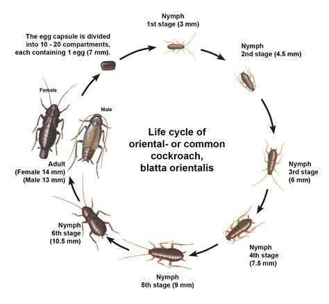 Oriental Cockroach Life Cycle