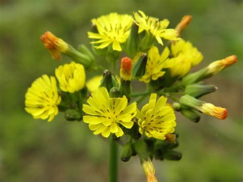 Oriental False Hawksbeard Common Weeds Of South Florida Hierbas Malas