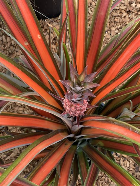 Ornamental Pineapple Plant